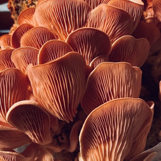 Pink Oyster