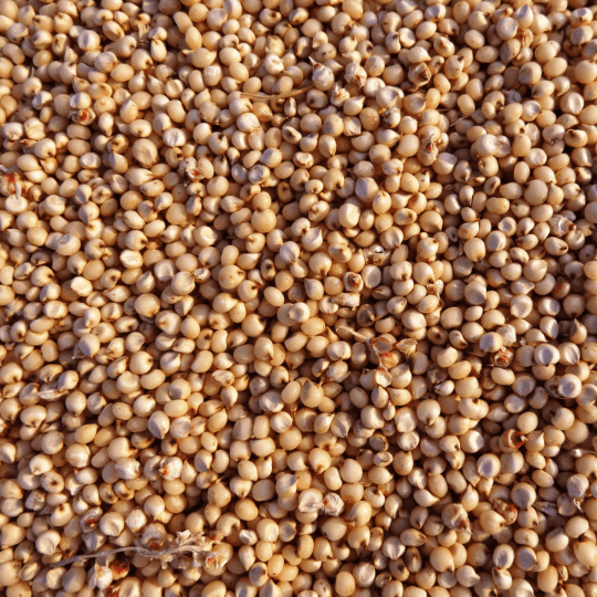 Red Sorghum