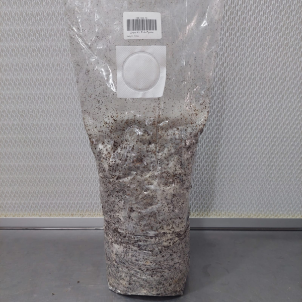 Mushroom Grow Bag - Oyster