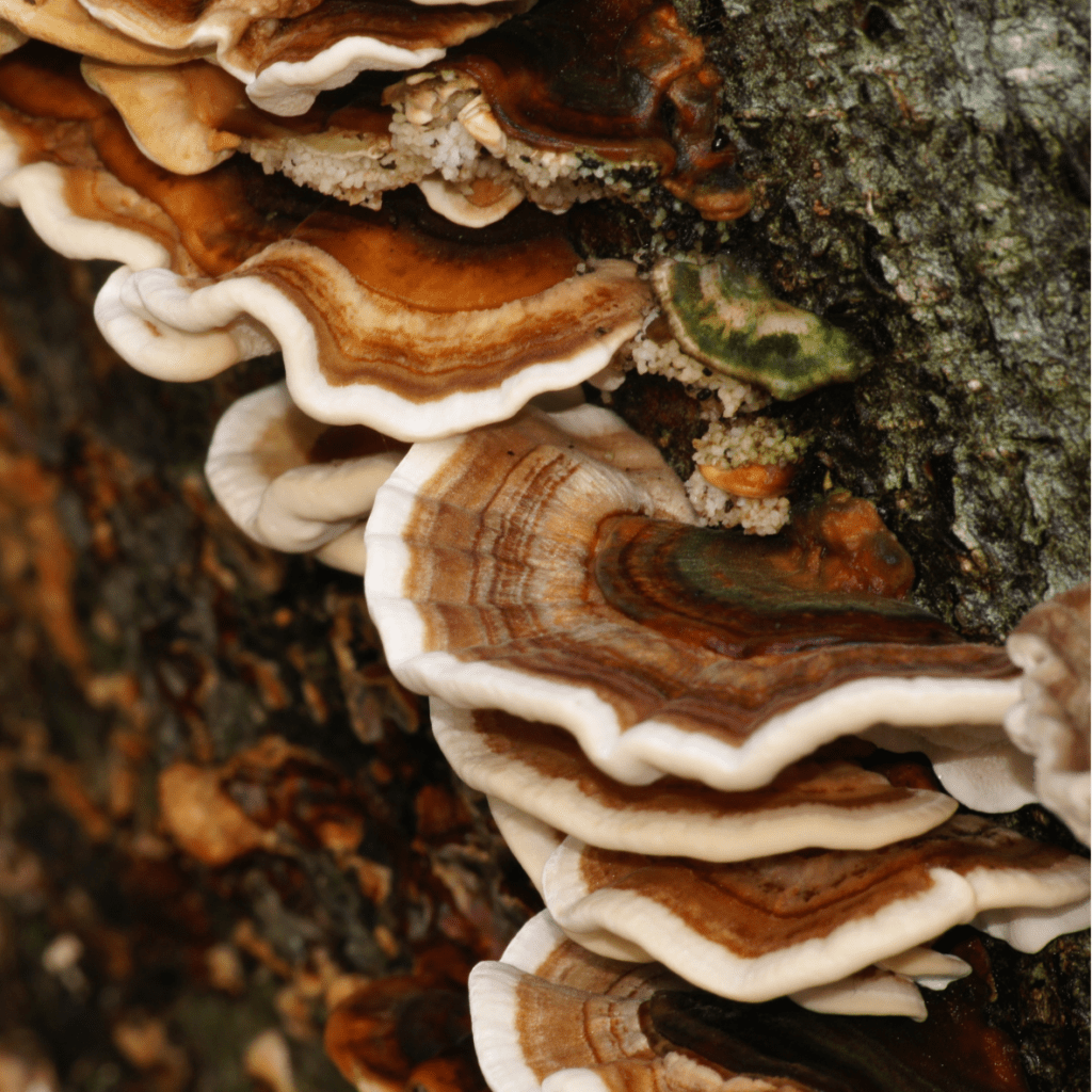 Reishi Liquid Culture - 20ml
