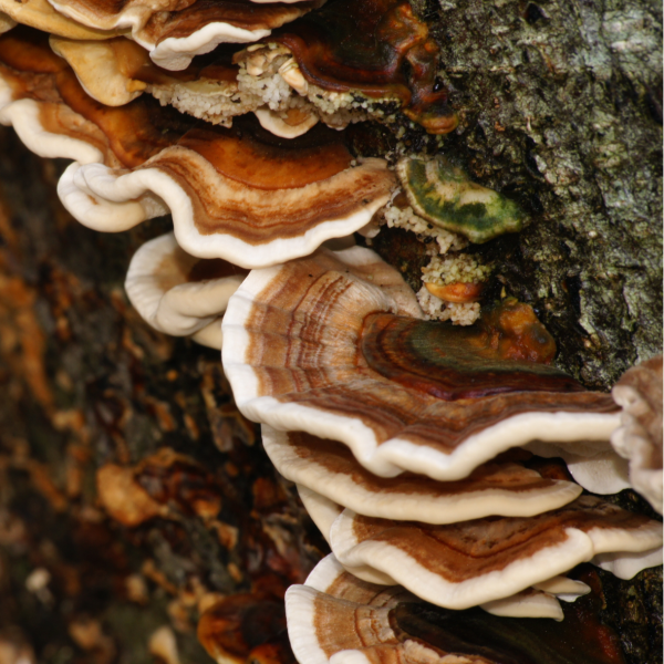 Reishi