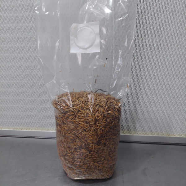 Sterilised Oats Spawn