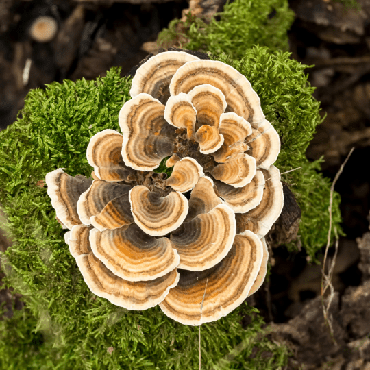Turkey Tail