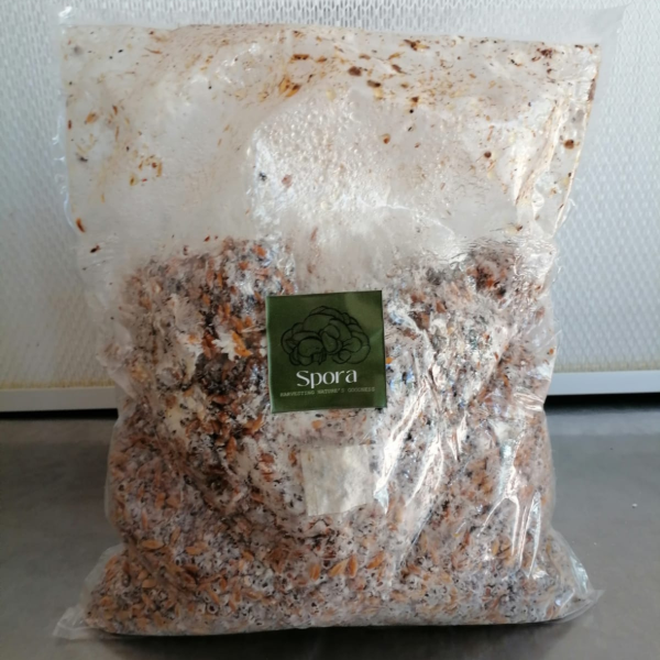 Colonised Spawn - 1kg