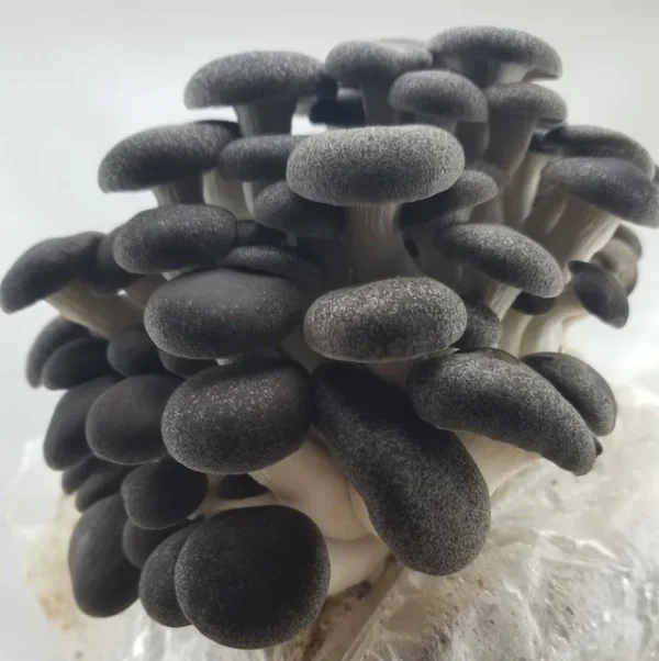 Black Abalone Oyster