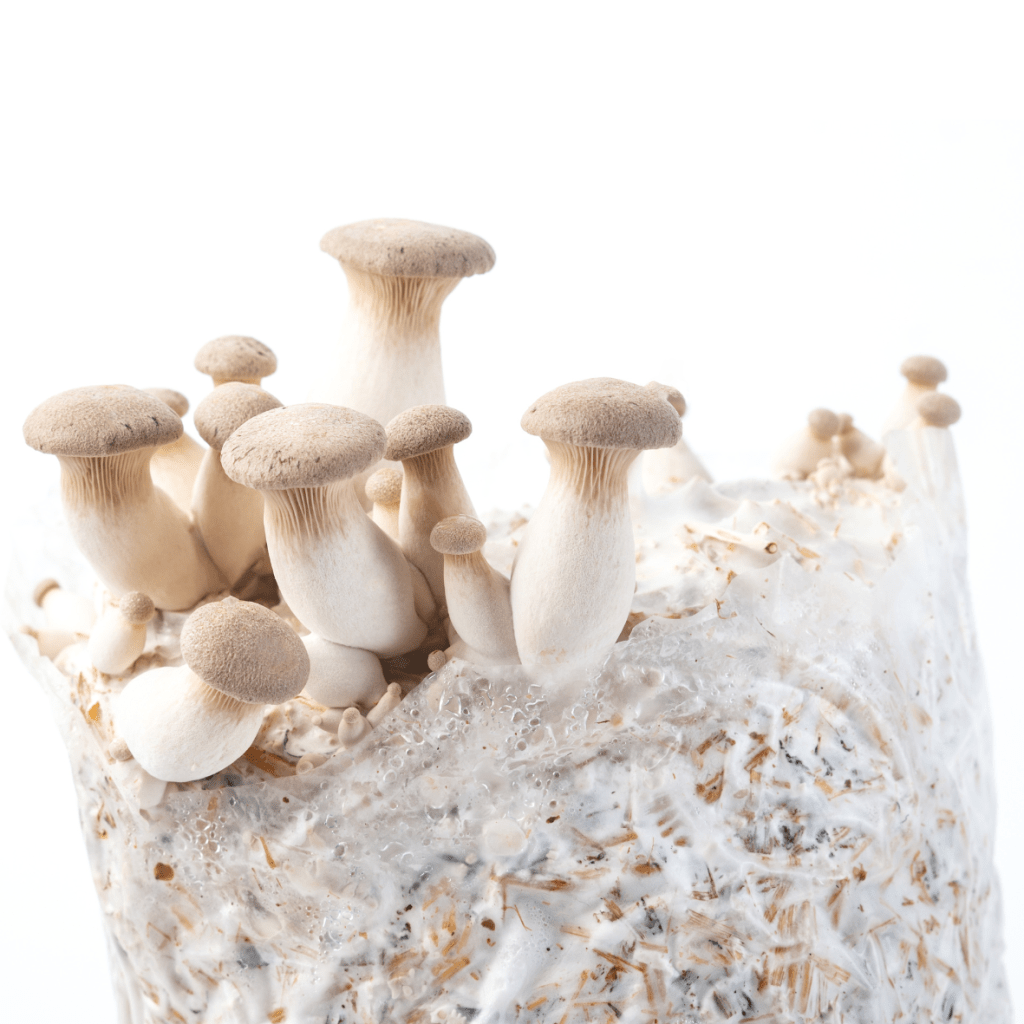 King Oyster Liquid Culture - 20ml
