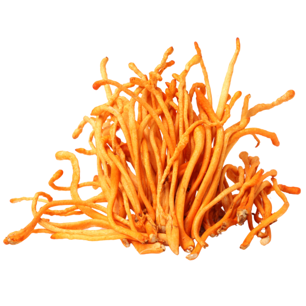 Cordyceps Whole Fruiting Body