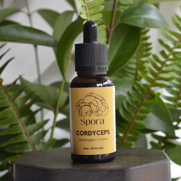 Cordyceps Tincture - 30ml