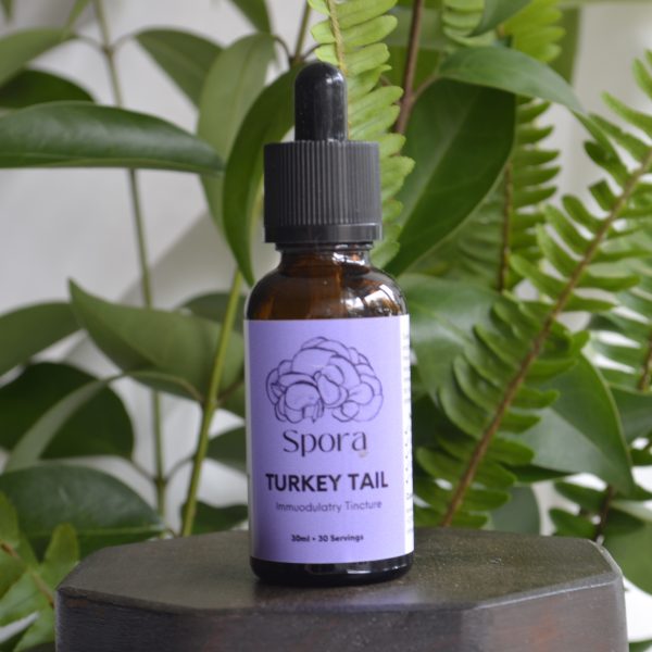 Turkey Tail Tincture - 30ml