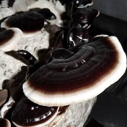 Black Reishi Liquid Culture - 20ml